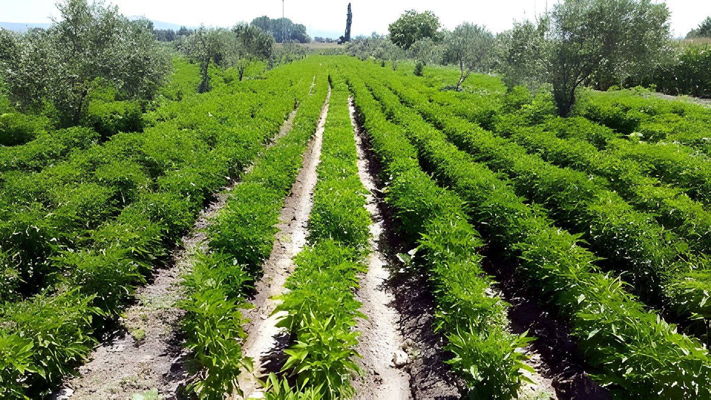 Ege'de bir biber tarlası